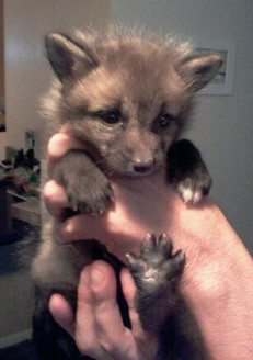 Baby Loki